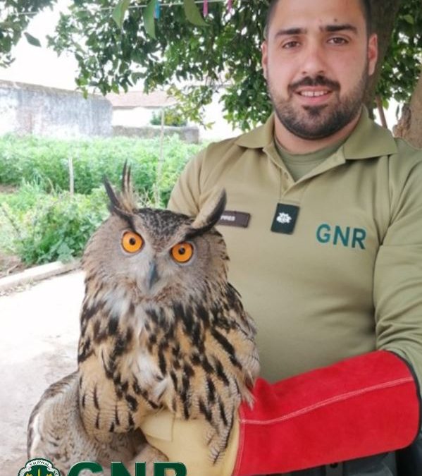 GNR/Vila Viçosa: Resgate de coruja-do-mato juvenil e bufo-real