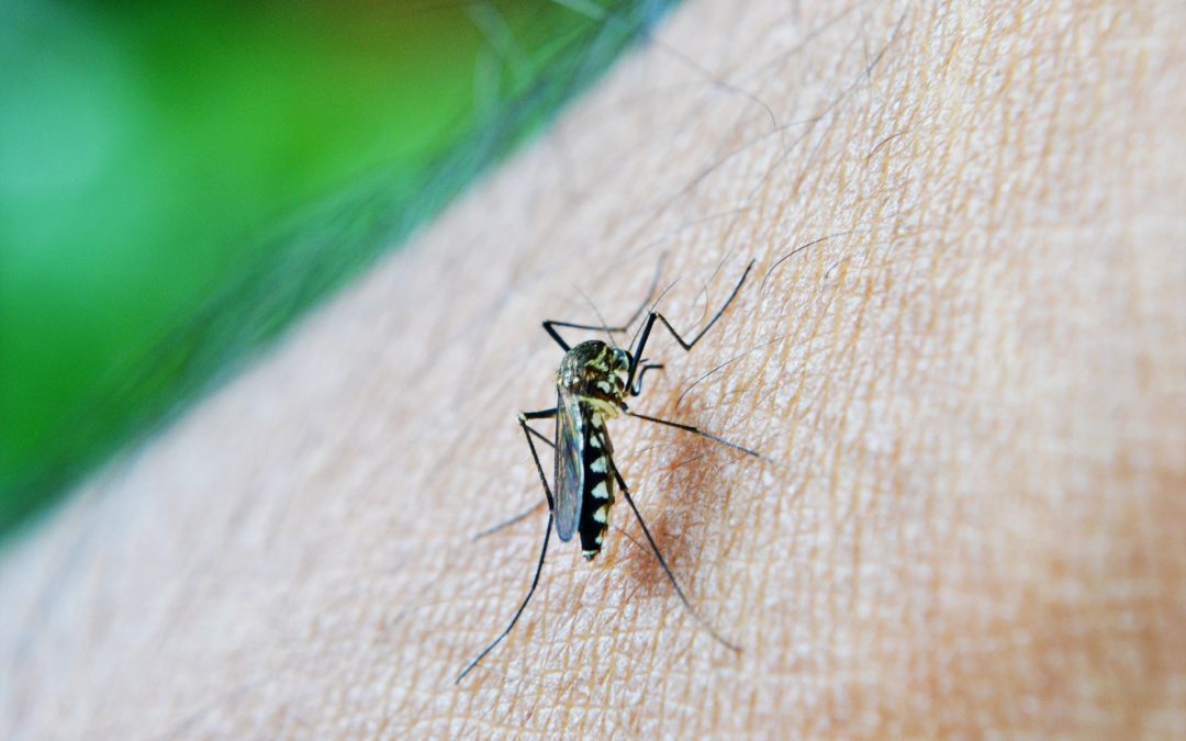 Especialista alerta para aumento de doenças transmitidas por vetores como a malária