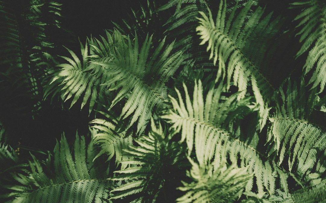 Recuperação da fauna selvagem com financiamento de 1,5 milhões