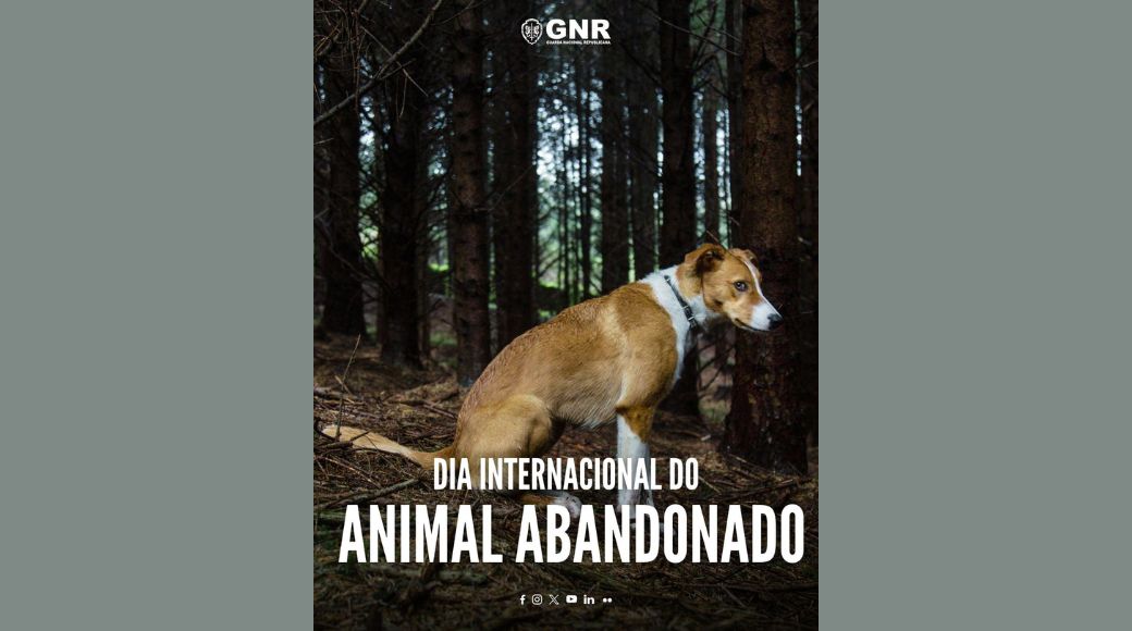 16 de agosto: No Dia Internacional do Animal Abandonado, a GNR alerta para os crimes de abandono e maus tratos de animais de companhia