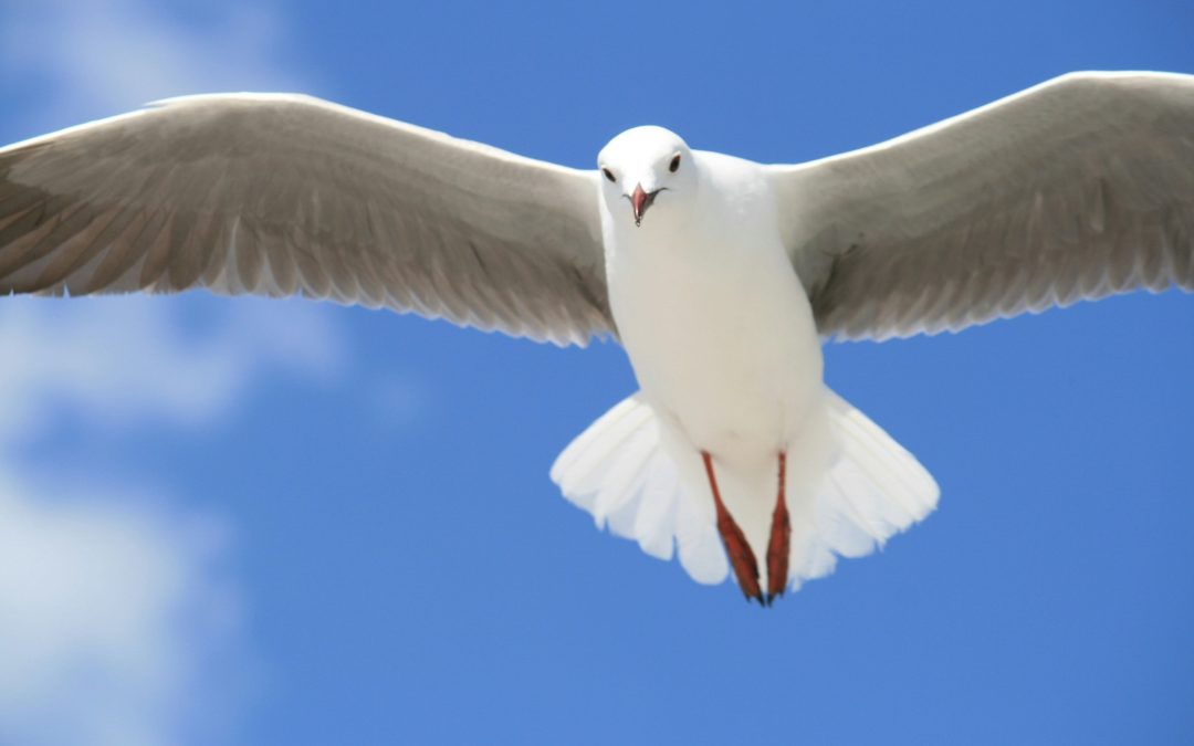 COM LEÃO XIV – Apelo e Exortação do Arcebispo de Évora