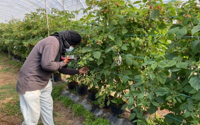 Operação “Safra Justa”: PJ desmantela organização criminosa de auxílio à imigração ilegal e detém 10 militares da GNR e um elemento da PSP