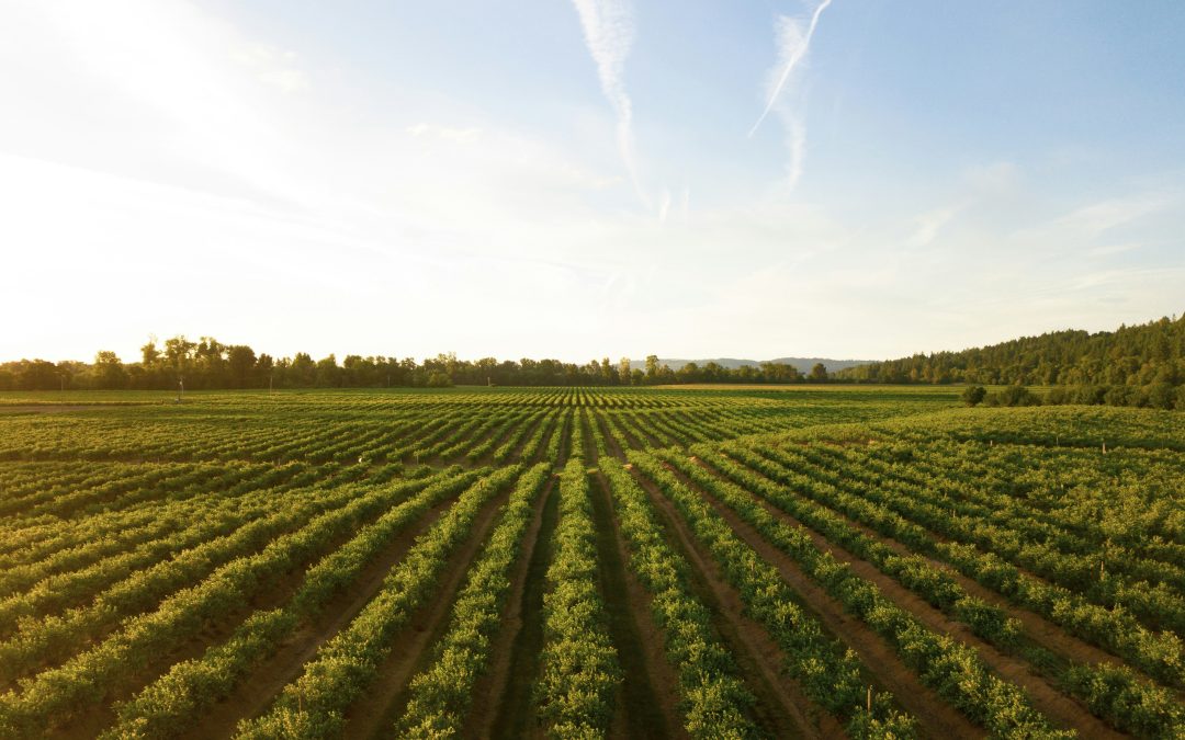 Alentejo produz mais, mas falta mão de obra