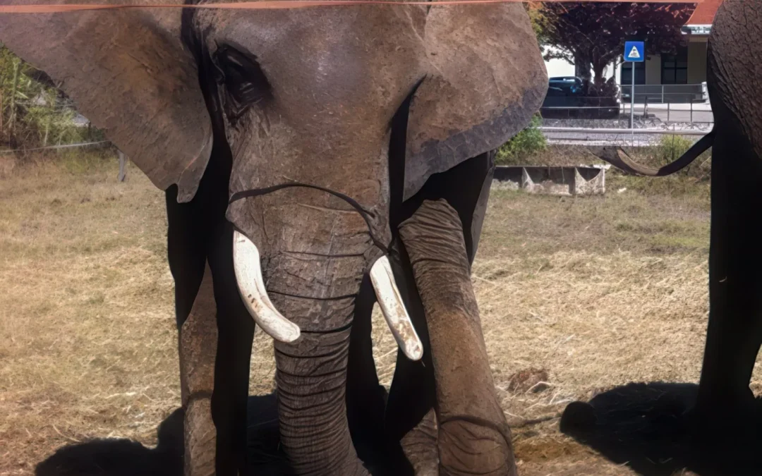 Último elefante de circo em Portugal vai viver em santuário no Alentejo